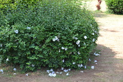 Thunbergia erecta